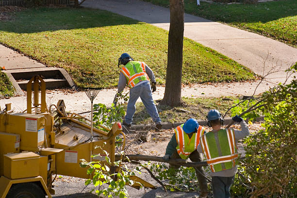 How Our Tree Care Process Works  in Brookneal, VA